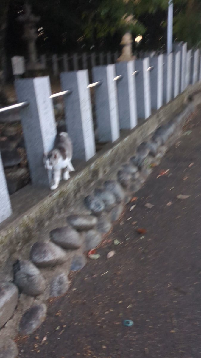 今日も神社⛩️から出てきた やっぱりこの子神様なのかもしれない
