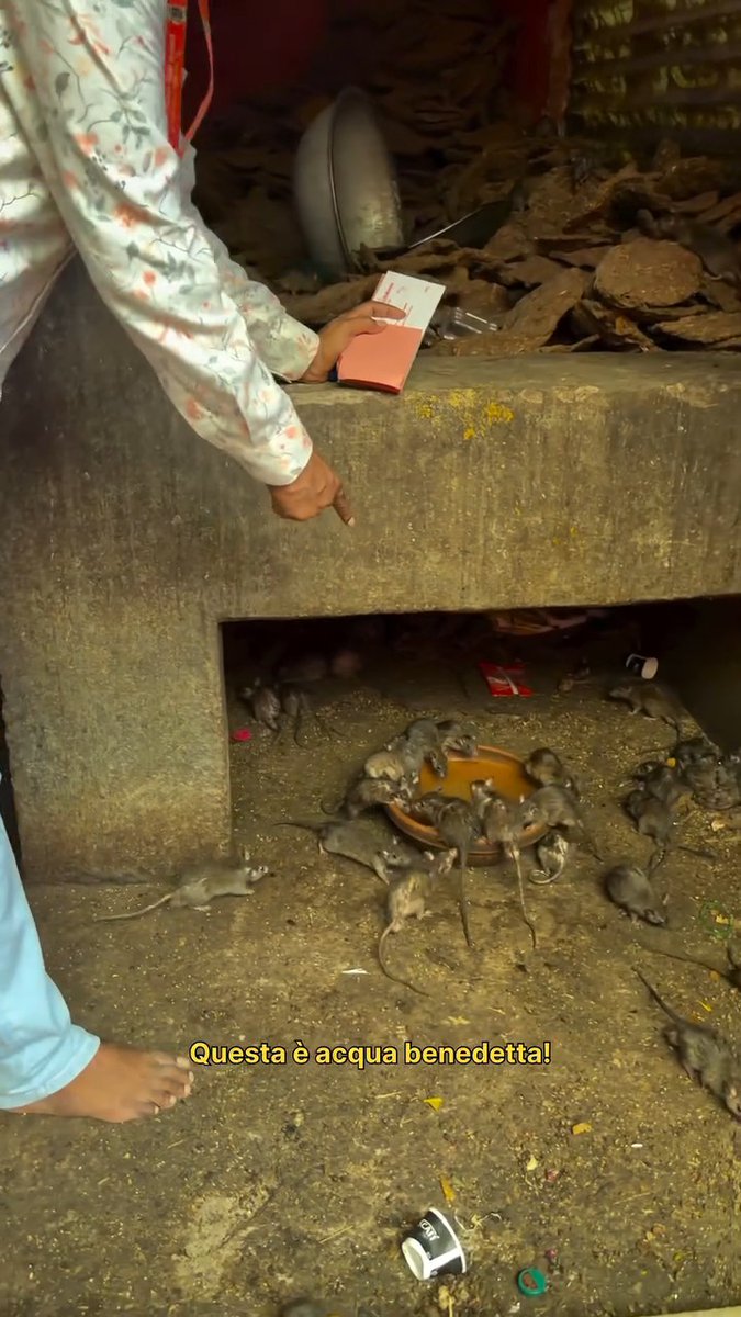 Just can't believe this😵 This is indian hindus temple of Rats. They worship rats, drink the water which the rats drink too and nothing happens. Scientists please explain this immune system to me. This is why I LEFT HINDUISM.