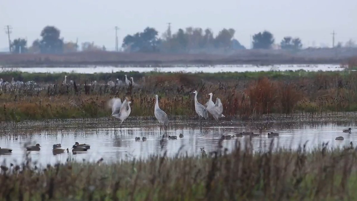 The skies are getting crowded, and we couldn't be happier. Fall migration brings thousands of birds along the Pacific Flyway. Bureau of Land Management - National's Cosumnes River Preserve, provides vital habitat for sandhill cranes, ducks and geese to rest and refuel.