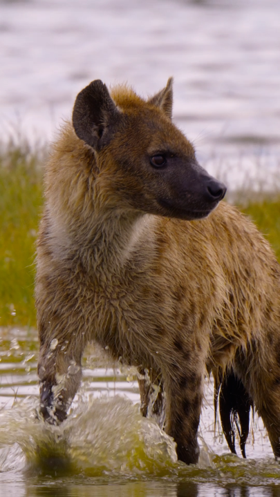 Presented by @Rolex. From the driest deserts to the lush forests, discover the wildlife that makes Africa so special. #AfricaEarthsWildHome is now streaming on Disney+ and Hulu.