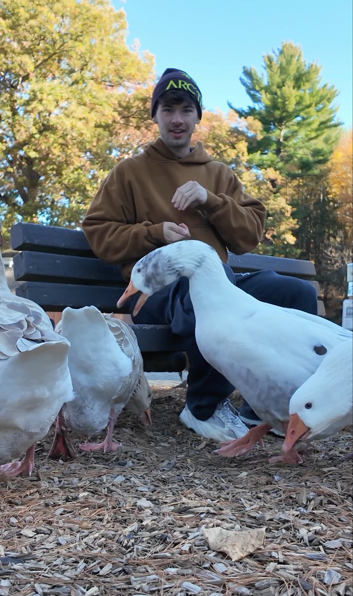 I think geese hate me
