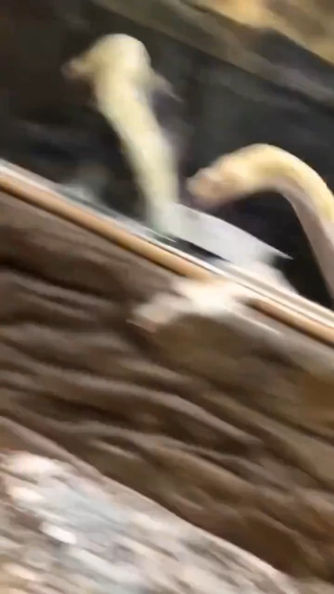 Wait is that snake flying 😳😱