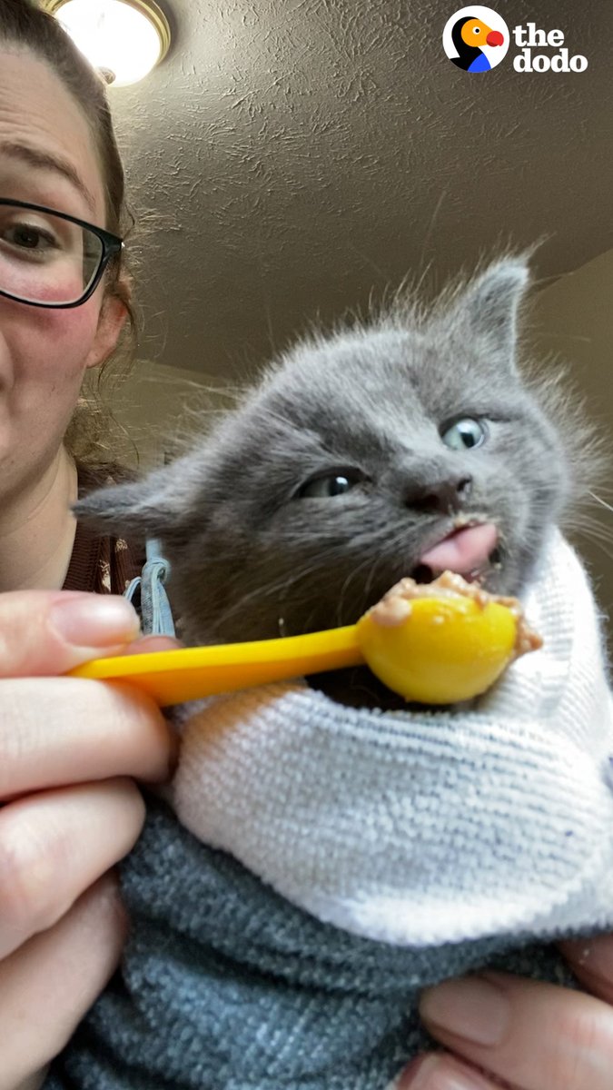Woman finds a hissing kitten under trash can — wait to see what makes him meow for the first time 💛