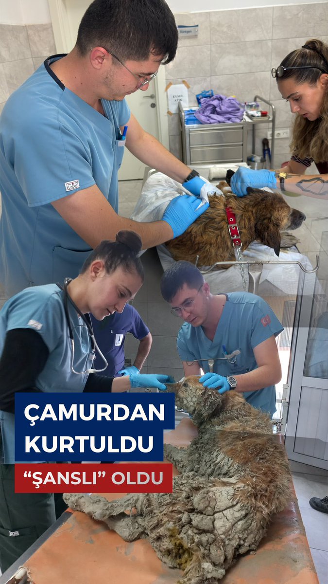 ÇAMURDAN KURTULDU, ADI ŞANSLI OLDU! 🐾 İzmir’in Buca ilçesinde çamur depolama alanına düşerek mahsur kalan can dostumuzun yardımına AFAD ekiplerimiz yetişti. Ekiplerimizin özenli çalışmasıyla kurtarılan sevimli dostumuz, yıkanarak temizlendi ve kendisine “Şanslı” adı verildi. Veteriner hekimlerimiz tarafından tedavi altına alınan Şanslı’nın bakım ve tedavisi devam ediyor. Yaradılan her can bizler için kıymetli, her can bize emanettir. Can dostumuzun kurtarılması için başta AFAD olmak üzere İzmir Büyükşehir Belediyesi itfaiyesi ve veteriner ekiplerimize özverili çabalarından dolayı gönülden teşekkür ediyorum. AFAD İzmir Büyükşehir Belediyesi