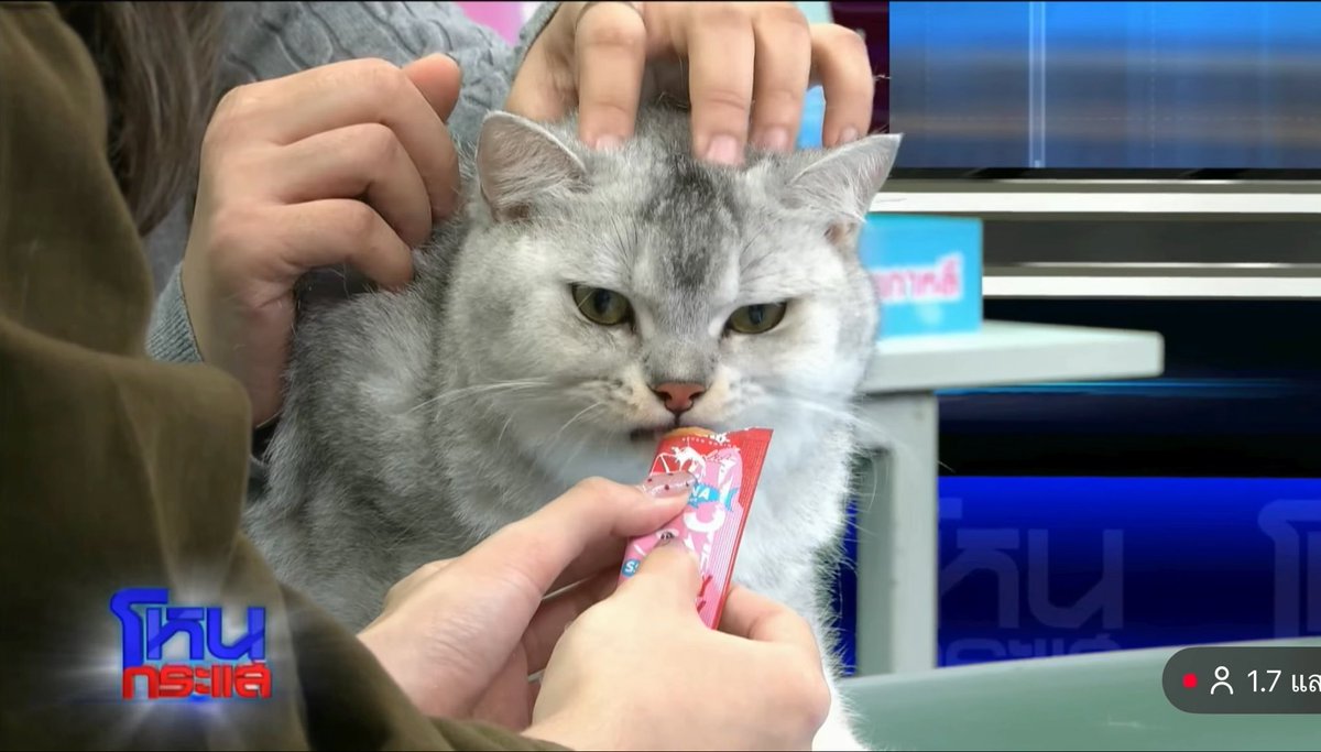 พี่หนุ่มทำแบรนด์อาหารแมว Monster Lab 🐱 รีวิวการกินแมวเลียแซ่บๆ โดยแมวอ้วน ขายดีแน่นอน55555 #โหนกระแส
