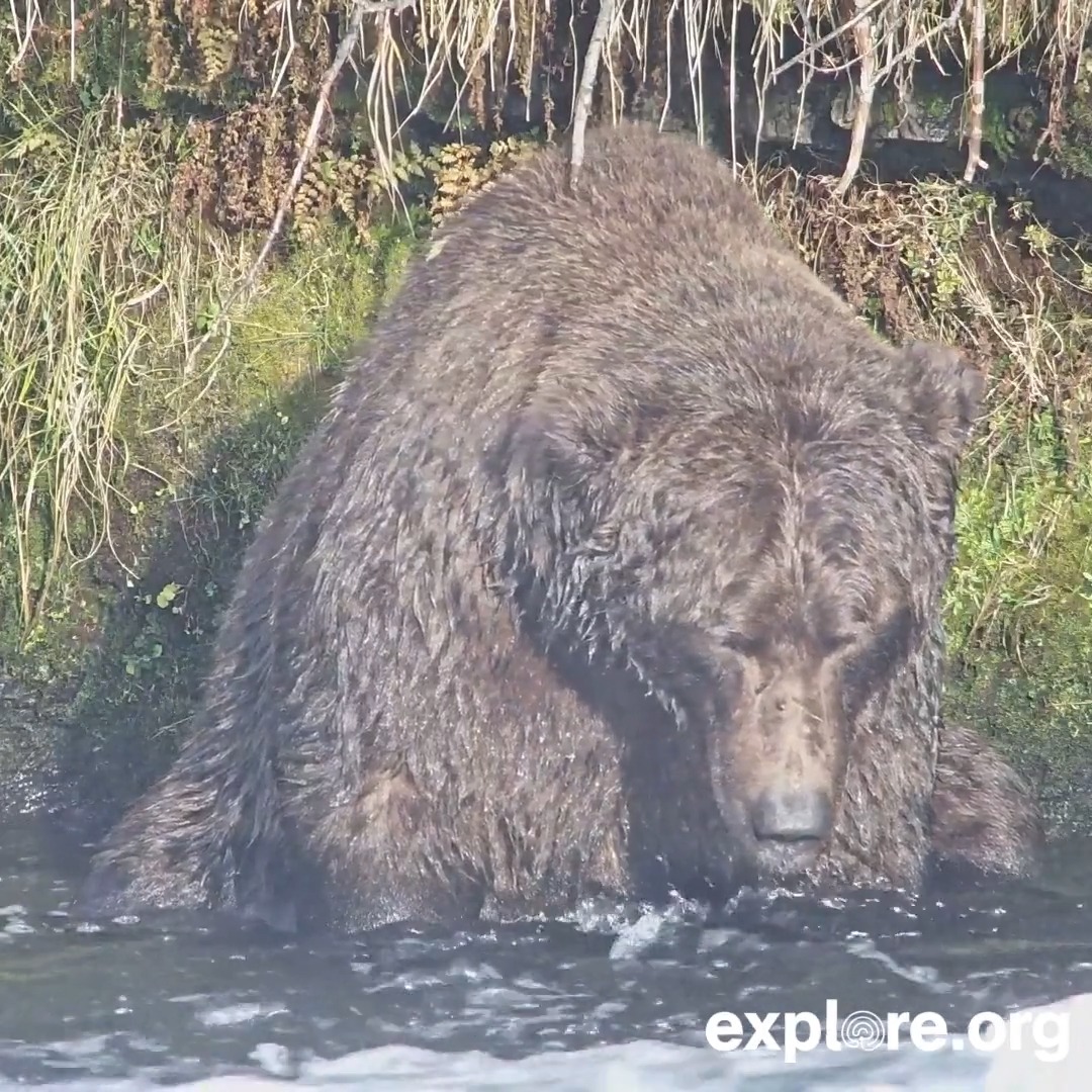 The salmon bar is still open for autumn arrivals. Bear 474 will have the salmon special.