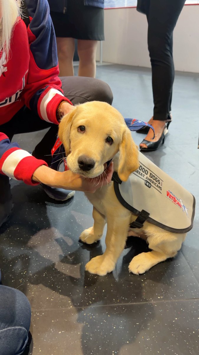 🚨Big news: there’s a new Caps dog in town.🚨 Everybody, meet Bravo, a service dog in training with America's VetDogs Bravo, part of CACI’s Good Dogs for Great Americans program, dropped by practice this morning.