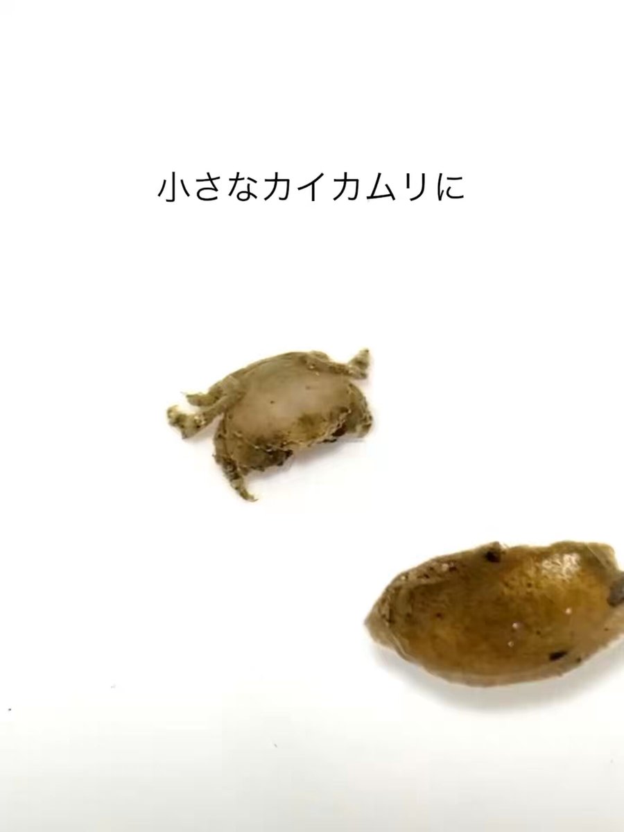 カイカムリの人間臭さと可愛さは異常