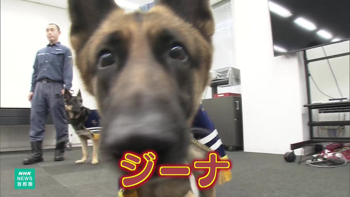 🐕 警察犬「ジーナ」と「メイ」がお手柄！ 車内に隠された覚醒剤などを発見し、薬物密売グループの摘発に貢献しました 表彰された2頭に贈られた「ご褒美」は…？ ▼詳しくはこちら