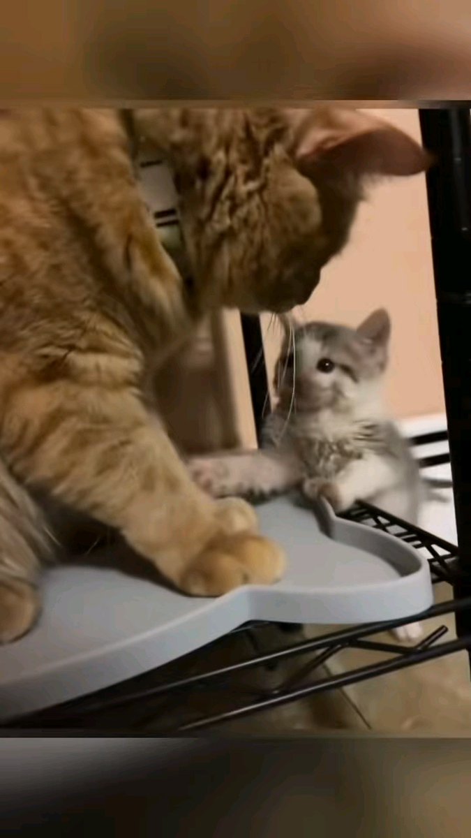 Cats with kittens 😅😹