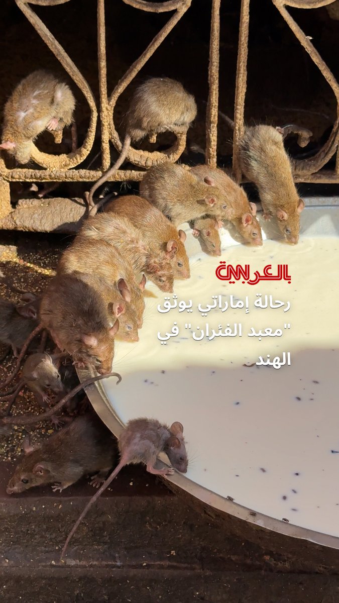 أكثر من 25 ألف فأر في مكان واحد..رحالة إماراتي يوثق "معبد الفئران" في الهند