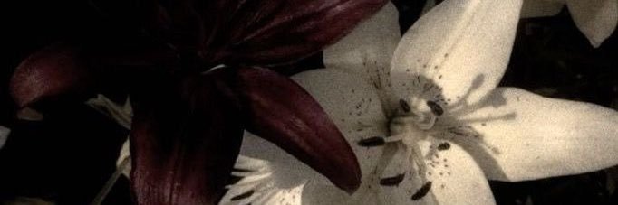 zei's banner