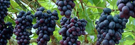 مزرعة عاليات القصيم's banner