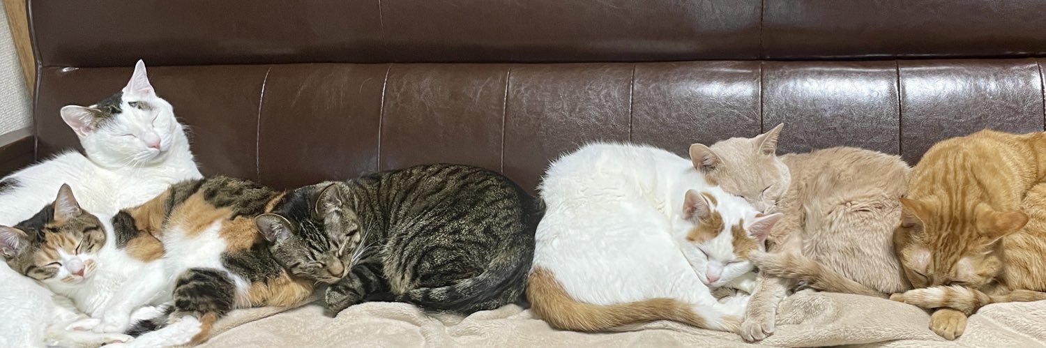 のあさん家のニャンコ🐈's banner