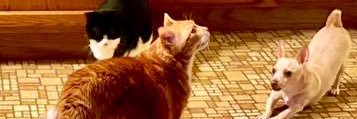 The Feral Cat Gang's banner