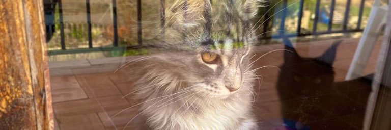 Nei Nei 🐱 De la colonia's banner