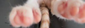 ♟️BruNela - BrUna RaFaeLLa's banner