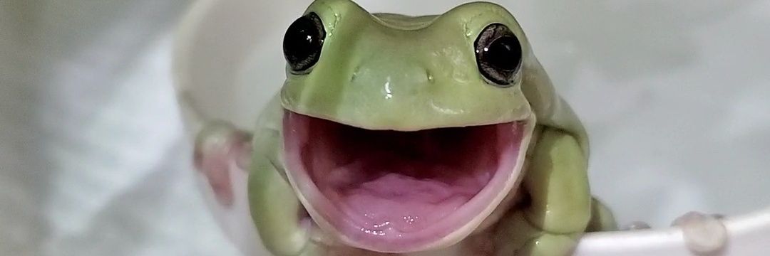 しろ🐸's banner