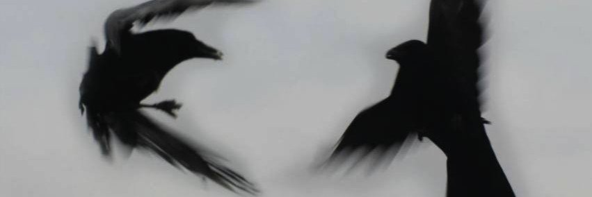؏ہلي🦅~~'s banner