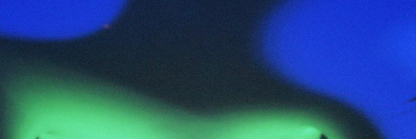julia reis's banner