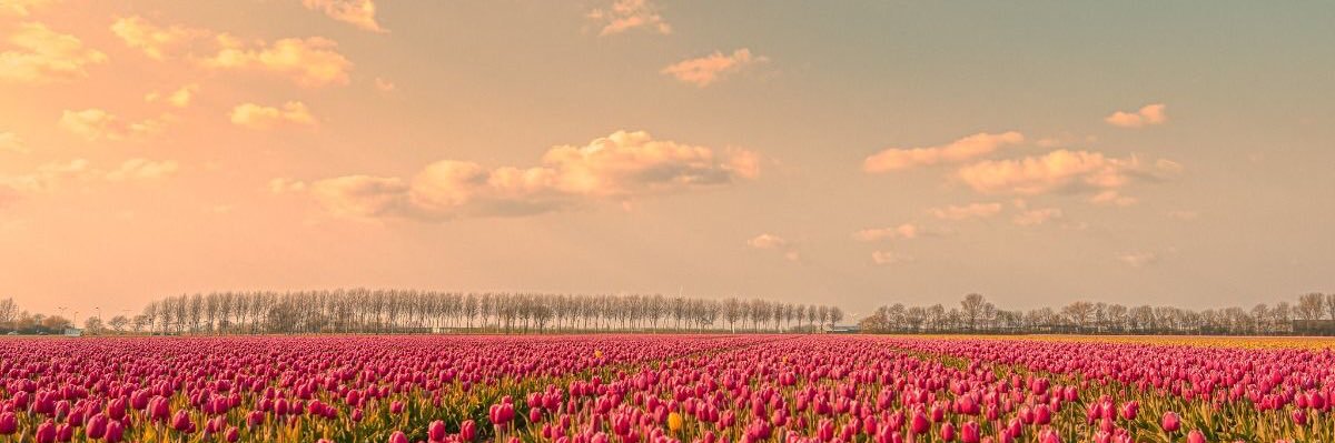 veronique💕's banner