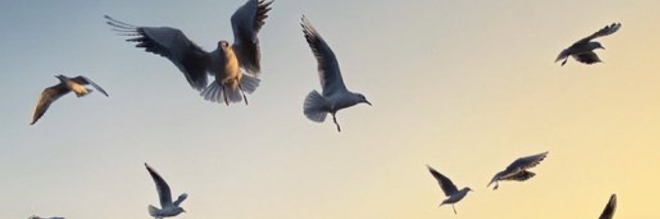 🕊E.N🕊's banner