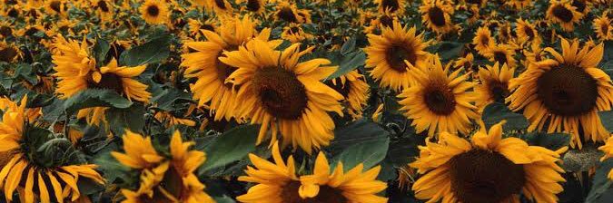 I'mYourHope🌻's banner