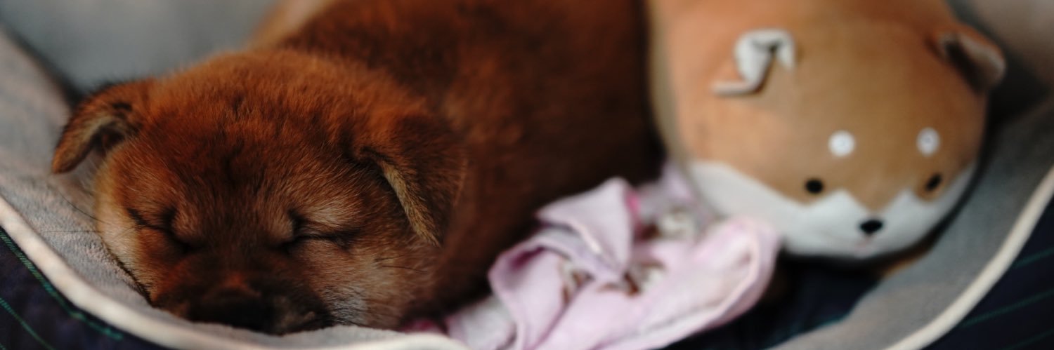 HAKU_shiba2020's banner