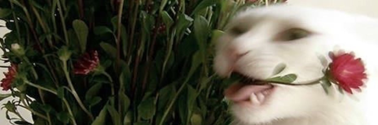 𝓡𝓪𝓷𝓪 🕊's banner