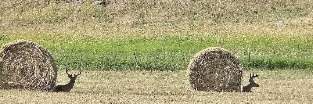 montana snails's banner