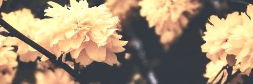 Sal |-/'s banner