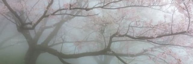p's banner