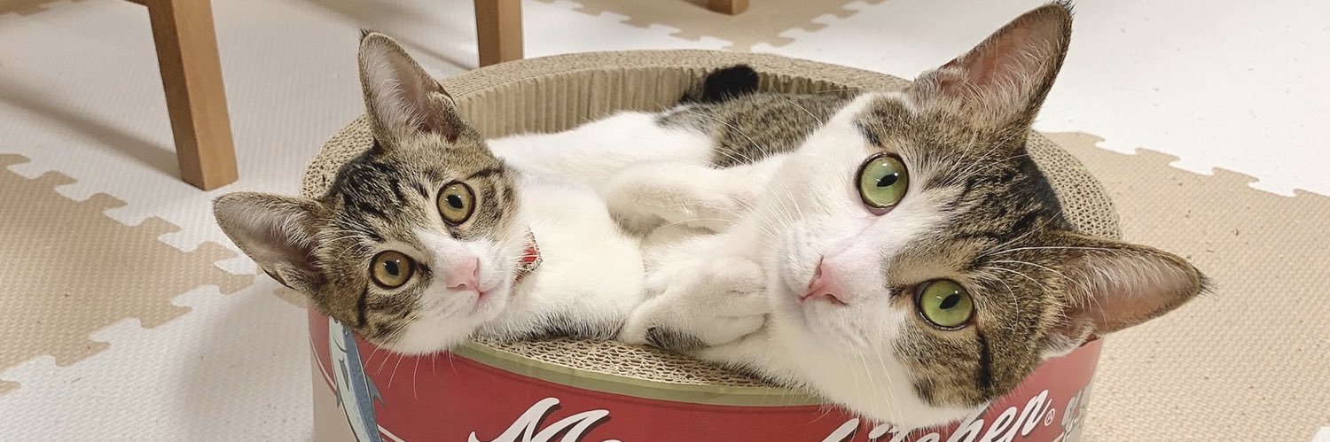めめい🐱🫖's banner