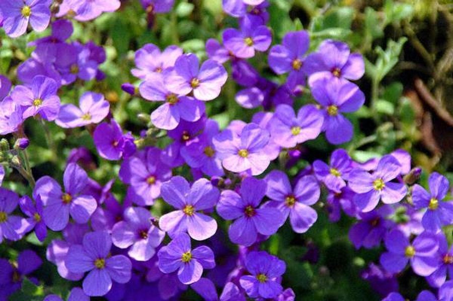 Violeta's banner