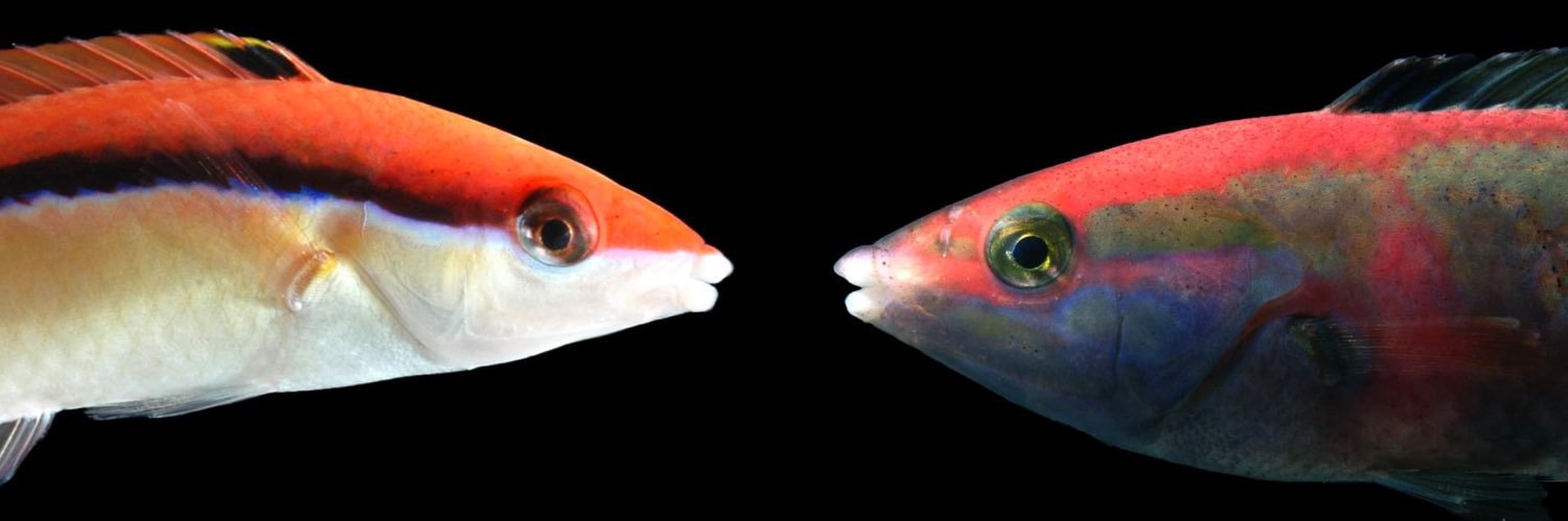 KaiTheFishGuy's banner