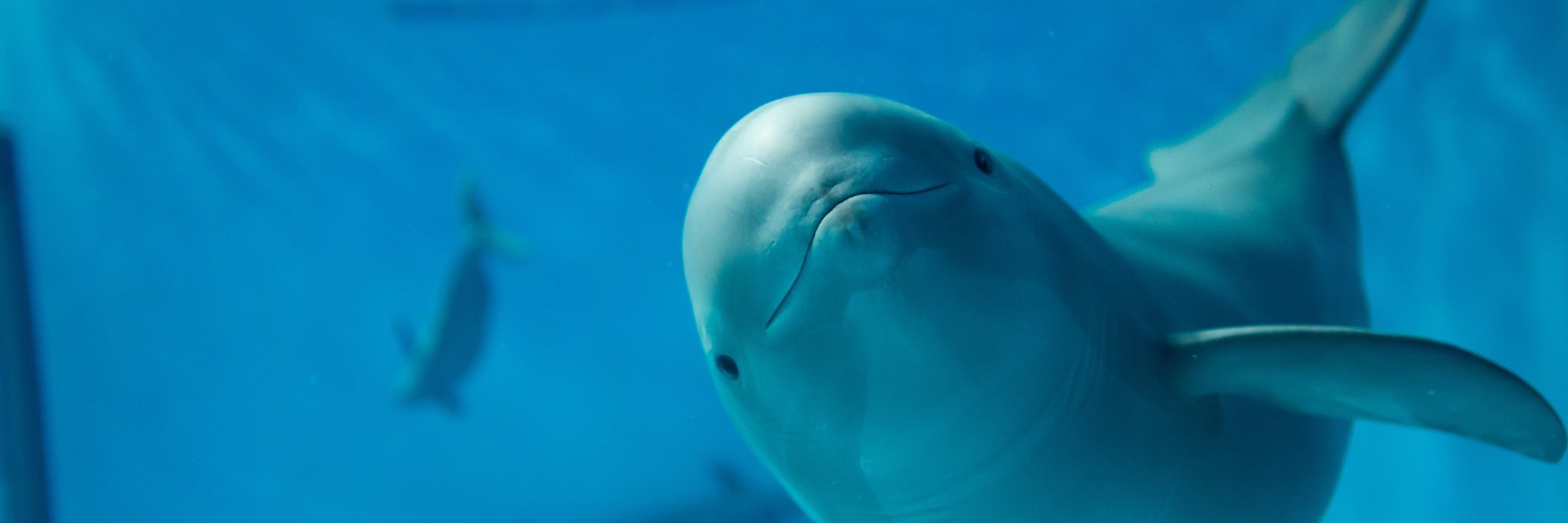 宮島水族館【公式】's banner