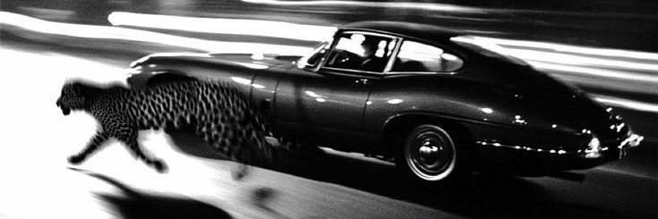 ops's banner