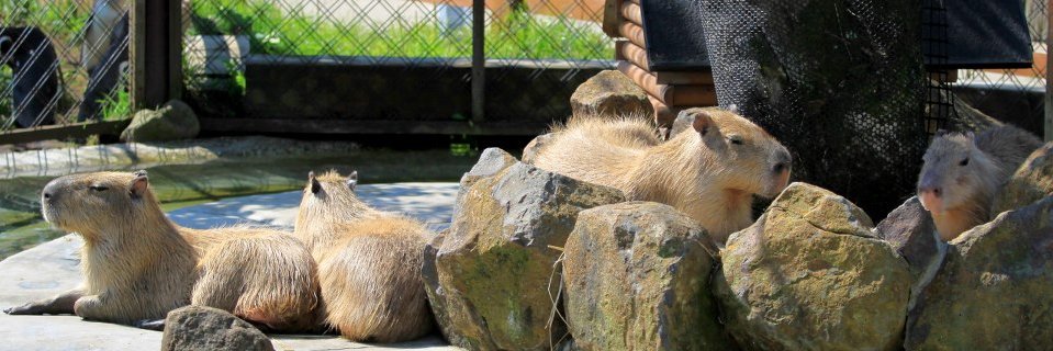 capybara siestantan's banner