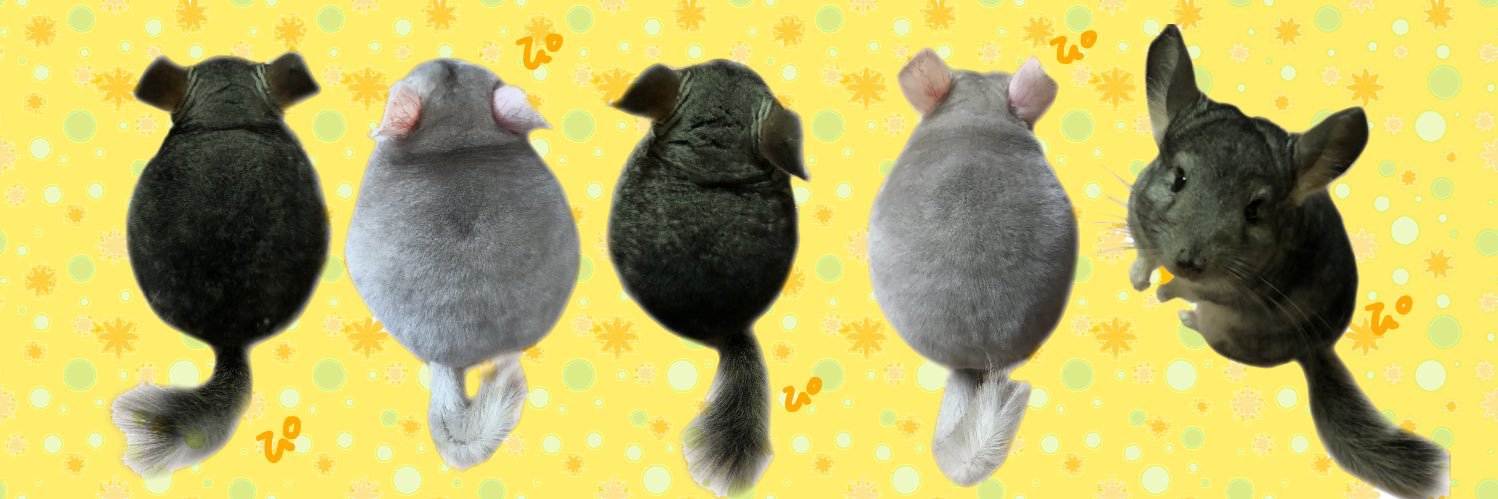 ぴーちゃん(*´꒳`*)チンチラ's banner
