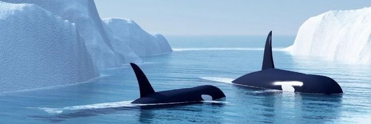 Oceaiii🐋🐬's banner