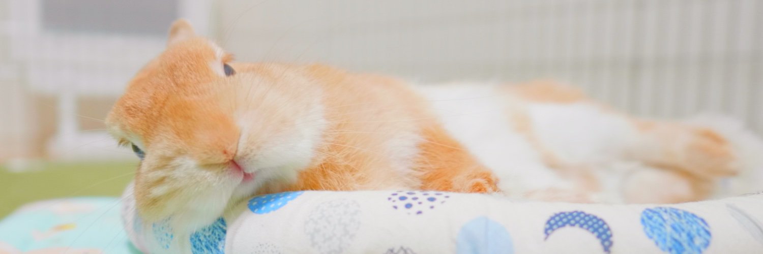 うさぎの麦ちゃんねる's banner