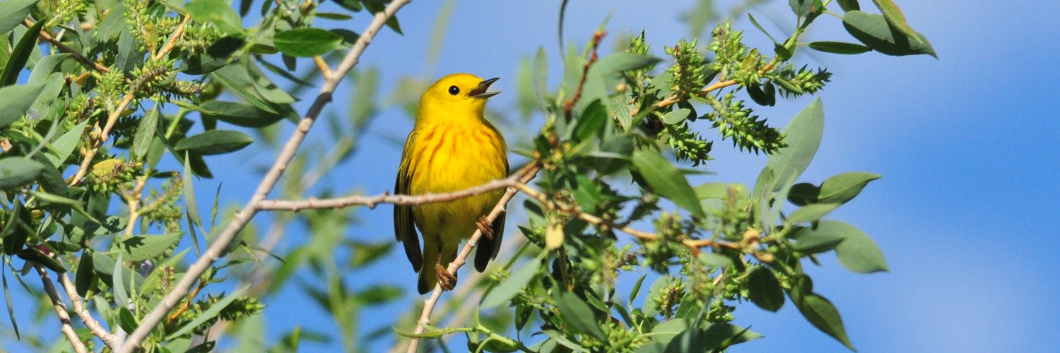 USFWS Migratory Birds's banner