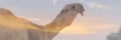 منصة الذود's banner