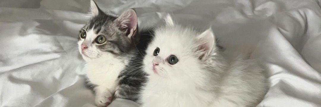 CatPopX😺's banner