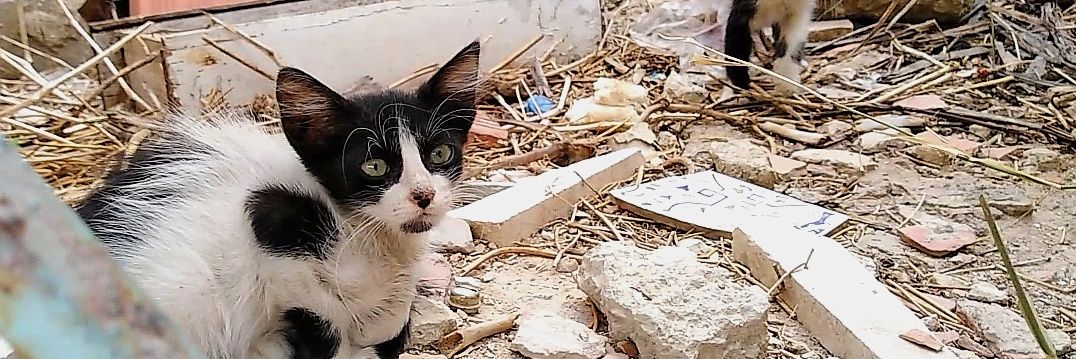 CWNH - Cats With No Hope Rescue's banner