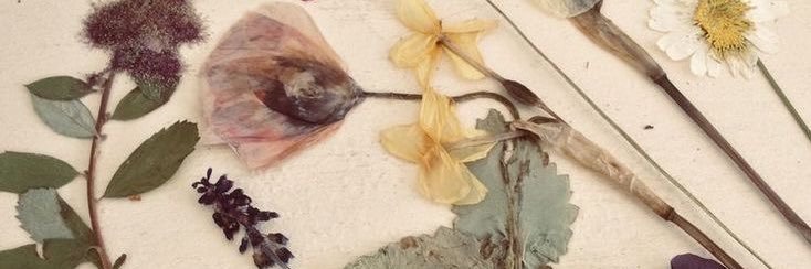 allie's banner