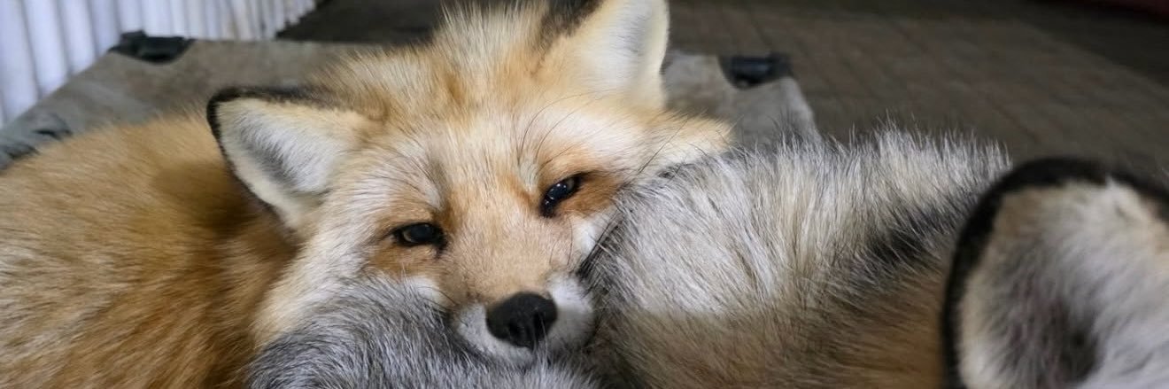 HazelnutFox🦊's banner