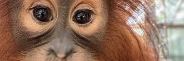 ape man's banner