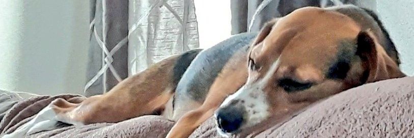 wonderbeaglemurphy's banner