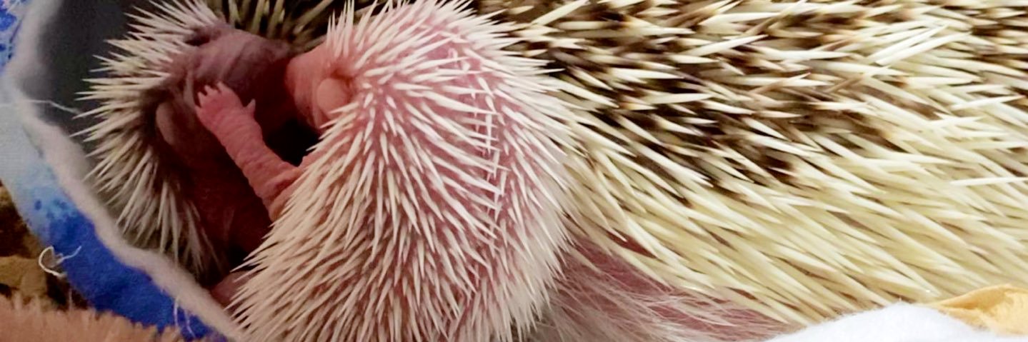 🌙紫義＆モモ雪ファミリーとフクモモとの生活🦔×3🍑✖️7's banner
